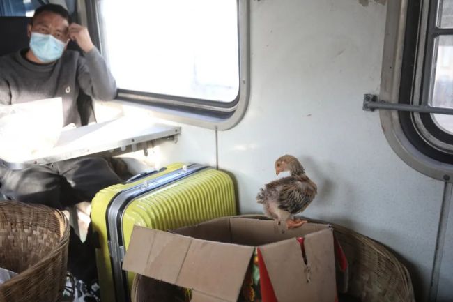  2月26日，5634次列车上，一只小鸡跳出了纸箱。新京报记者 王嘉宁 摄