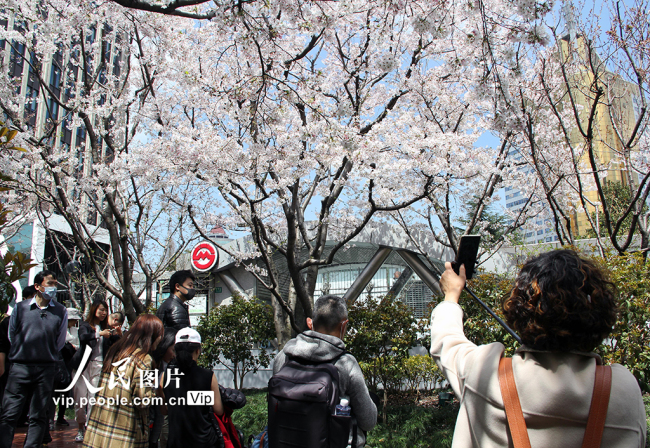 上海：“最美地铁口”樱花盛开 游客争相打卡赏花【5】
