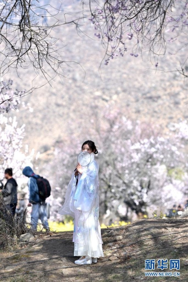3月27日，一名姑娘在林芝市嘎拉村欣赏桃花。