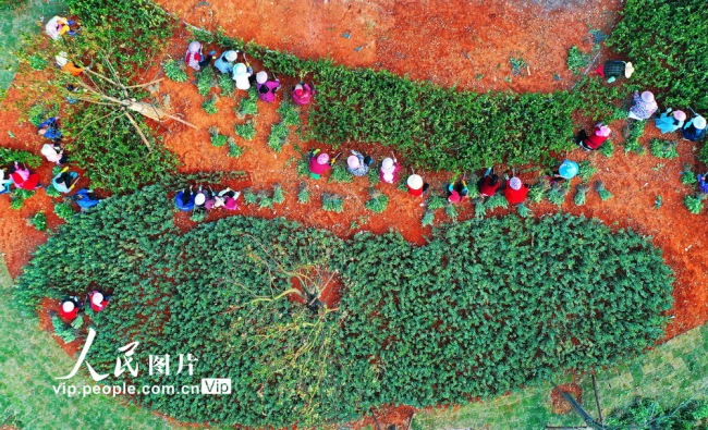 2021年4月2日，江西省赣州市会昌县贡水系统治理工程贡江公园施工段，工人在沿河绿道种植绿化树木和林下绿植。
