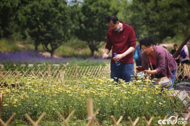 北京首次尝试“公园种菜”