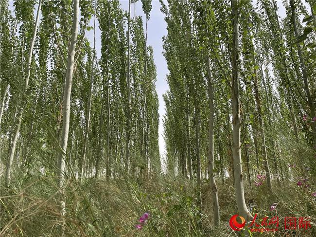【中国有约】防风固沙生态林：“刀郎儿女”守卫绿色家园 