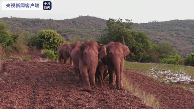 象群今日“原地休整” 离队独象距象群约4公里