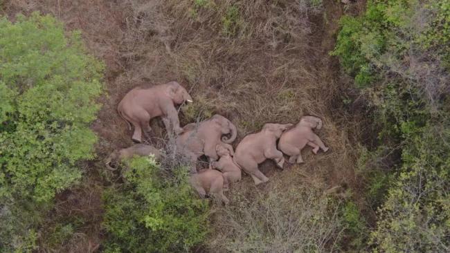 ▲小象挤在大象中间睡觉。图片来源：新京报网