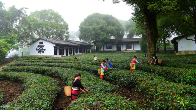 【跟着大象逛云南·“象”滇记】②普洱:“象”见恨晚的地方