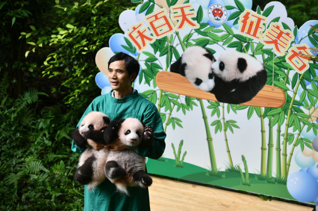 重庆动物园双胞胎大熊猫满百天。邹乐摄