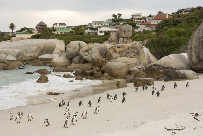 南非63只非洲企鹅死亡疑似遭海角蜜蜂攻击所致