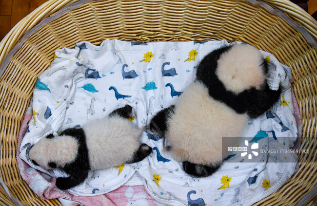 四川阿坝：2021年出生8只熊猫幼崽首次同框留影编辑图片素材-ID:1349691905
