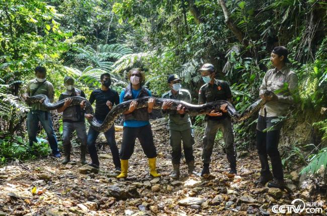 印尼村民捕获9米长巨蟒