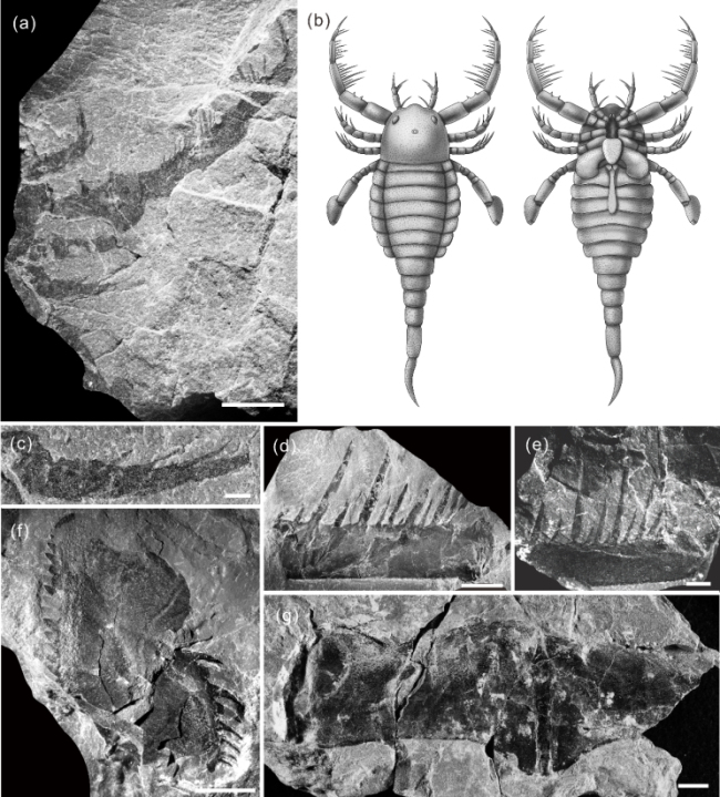 体长近一米！我国首次发现已知最古老的混翅鲎化石