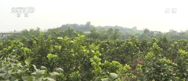 【丰收中国】四川泸州：金秋蜜柚果飘香 正是丰收好时节