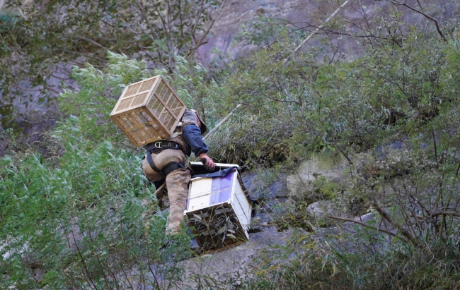 蜂箱为何悬挂在山崖上？蜂农变身“蜘蛛人”割崖蜜