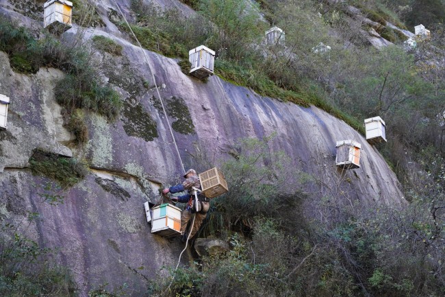 蜂箱为何悬挂在山崖上？蜂农变身“蜘蛛人”割崖蜜