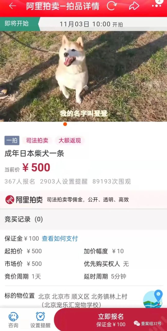 柴犬登登被第二次拍卖，等一个不会抛弃它的新主人