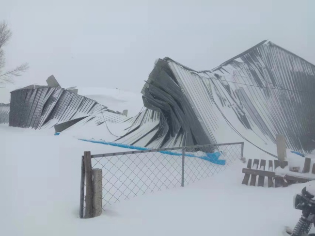 通辽暴雪后牧棚受潮 专家:谨防牲畜感冒