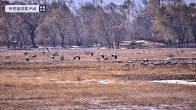冬日美景！北京延庆野鸭湖候鸟成群 自在栖息