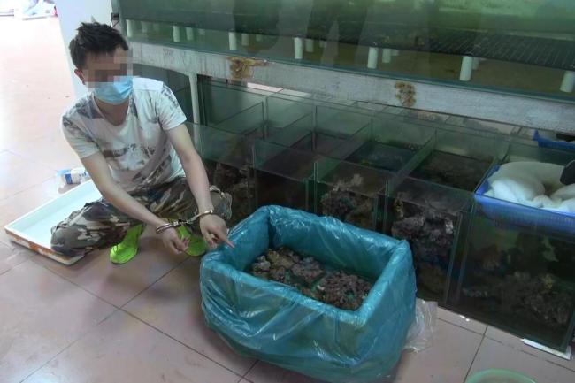 廣州海關緝私局破獲一起走私活體石珊瑚入境案