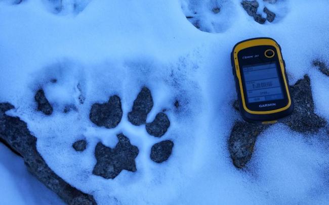 贺兰山放归雪豹疑似捕食到岩羊