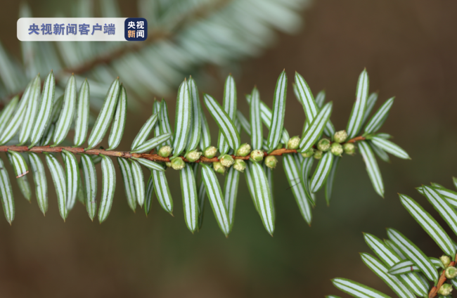 福建首次发现野生白豆杉