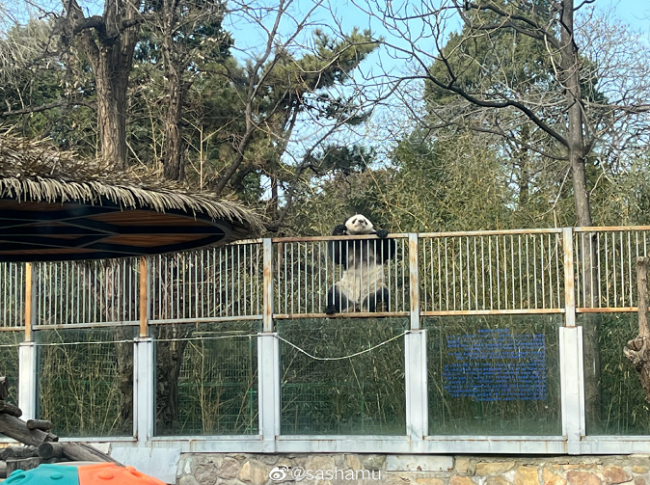 北京动物园回应大熊猫翻出围栏：冒险之旅仅此一次
