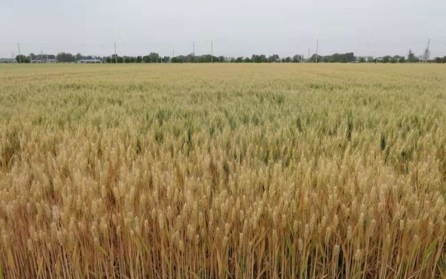 强筋小麦“中麦578”丰收助农增收5500万元