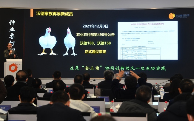 突破种业“卡脖子”难题，平谷两个国产白羽肉鸡新品种发布