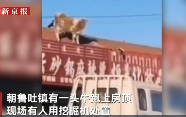 内蒙古一头牛跳上房顶奔跑