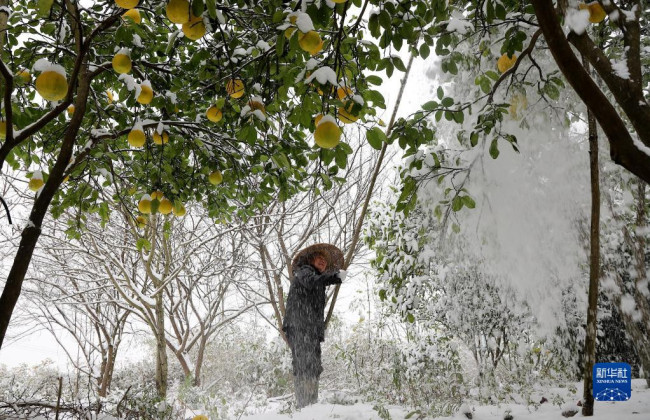 12月26日，湖南省涟源市桥头河镇大范村农民在清理果树上的积雪。