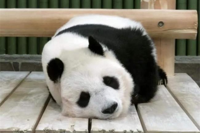 大熊猫“旦旦”