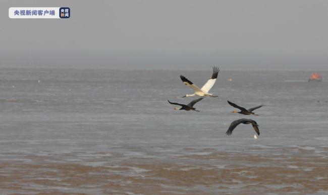 惊喜！上海崇明东滩再现国家一级保护动物白鹤