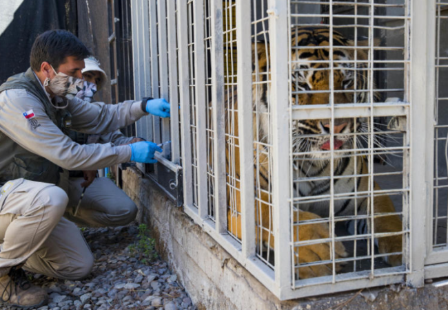 智利动物园里的孟加拉虎“查理”接种新冠疫苗