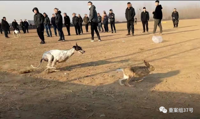 暗访“狗撵兔”赌局：每场下注上万元 庄家抽成20%