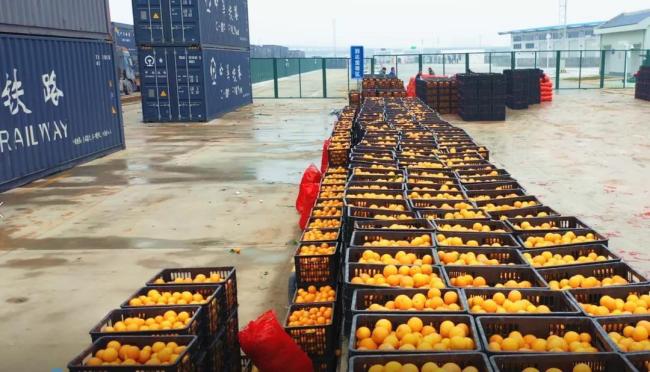 中老铁路开通后 20万斤冰糖橙“坐上”跨境列车
