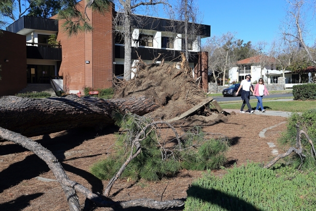 美国洛杉矶遭风暴袭击 多处大树被吹倒