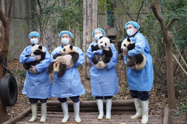 新春走基层丨成都大熊猫繁育研究基地：新春“打卡”大熊猫