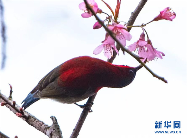 鸟语花香报春来