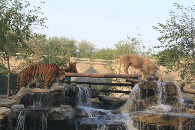 “小狗撵着狮子、老虎跑”？野生动物园回应