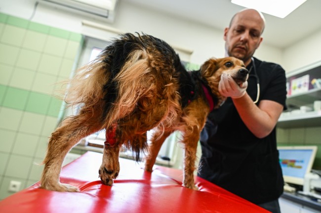 波兰机构照顾从乌克兰撤离的各类动物