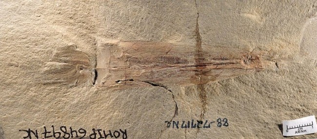 最古老章鱼化石被命名为“拜登”