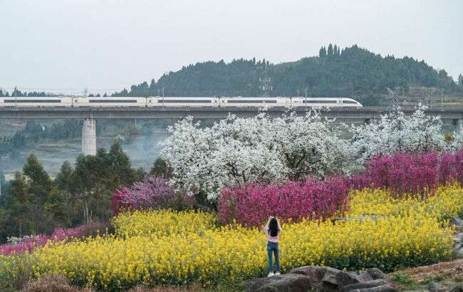 春光无限好 赏花正当时