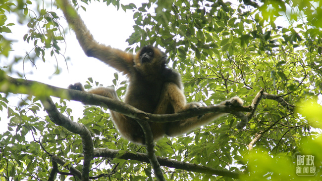 △海南热带雨林国家公园是海南长臂猿的全球唯一分布地。最近，随着一只婴猿的诞生，这一全球最稀有的灵长类动物种群数量恢复至5群36只。（图/视觉中国）