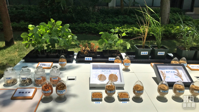 △崖州湾种子实验室，玉米、大豆和水稻改良前后的对比样品。（总台央视记者石伟明拍摄）