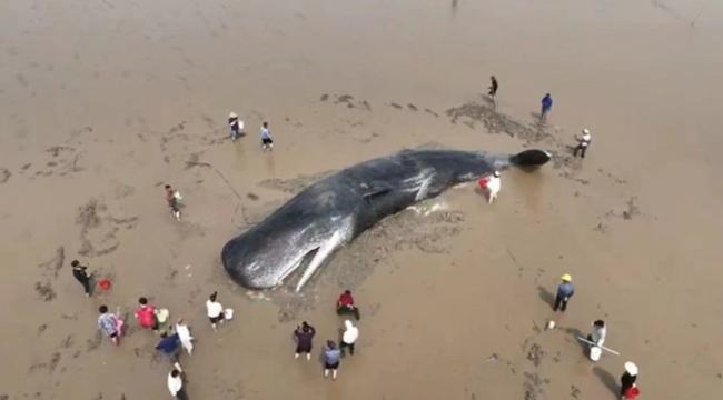 宁波搁浅抹香鲸经20小时接力救援 成功放归深海