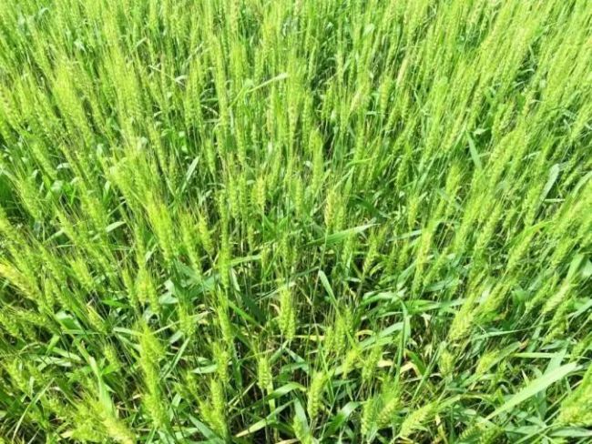 媒体:1500元一亩收青麦有点反常，到底谁在背后做梗