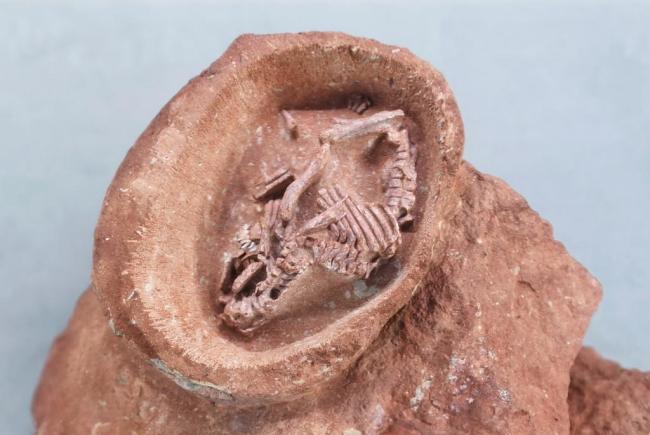 远古发现丨我国发现保存完整的鸭嘴龙胚胎化石