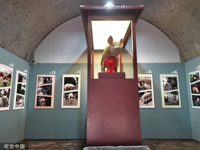 四川：“猪坚强”标本在建川博物馆正式展出