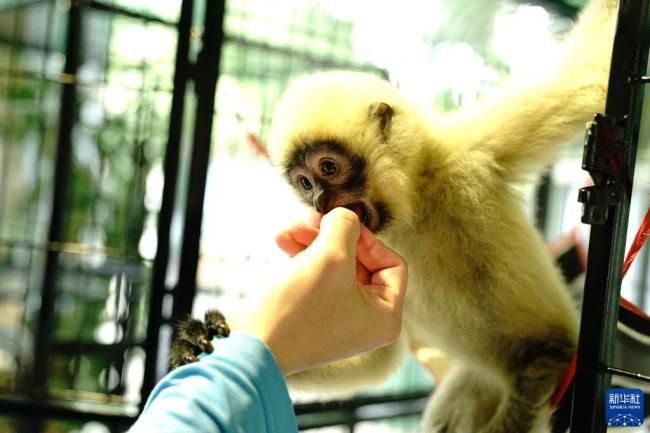 探访疫情防控中的上海动物园