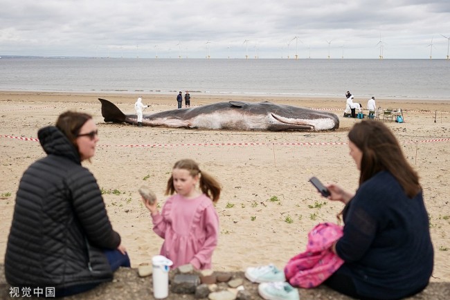 当地时间2022年5月22日，英国雷德卡，一场名为“鲸鱼”的国际知名互动展在当地一处海滩亮相。这头一比一大小还原的搁浅鲸鱼是由一群比利时艺术家和雕塑家合作创作而成。组织者希望这个展览能帮助当地民众进一步提高对环境保护的认识。