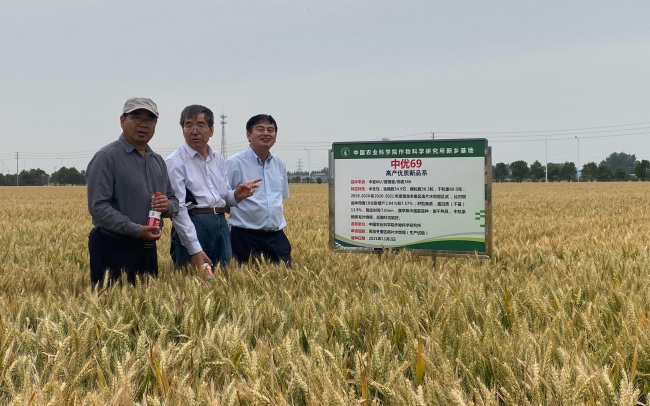 麦收故事 农业科研国家队让草成为小麦改良的资源