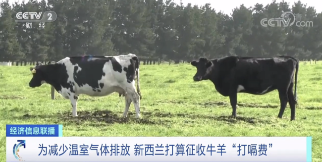 全球首个！新西兰颁布法律草案：牛羊打嗝要付费 